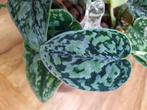 Scindapsus Silver Tricolor, Maison & Meubles, Plantes d'intérieur, Ombre partielle, Plante verte, Enlèvement ou Envoi, Moins de 100 cm