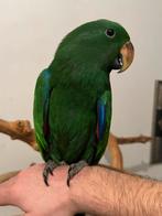 Handtamme edelpapegaai, Dieren en Toebehoren, Vogels | Parkieten en Papegaaien, Mannelijk, Papegaai, Pratend