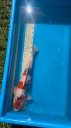 Showa te koop, Dieren en Toebehoren, Karper of Koi