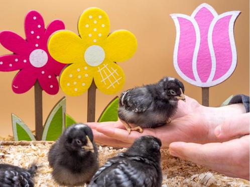 Amrock kriel baby kuikens hennetjes, gesekst en ingeënt, Dieren en Toebehoren, Pluimvee, Kip, Vrouwelijk