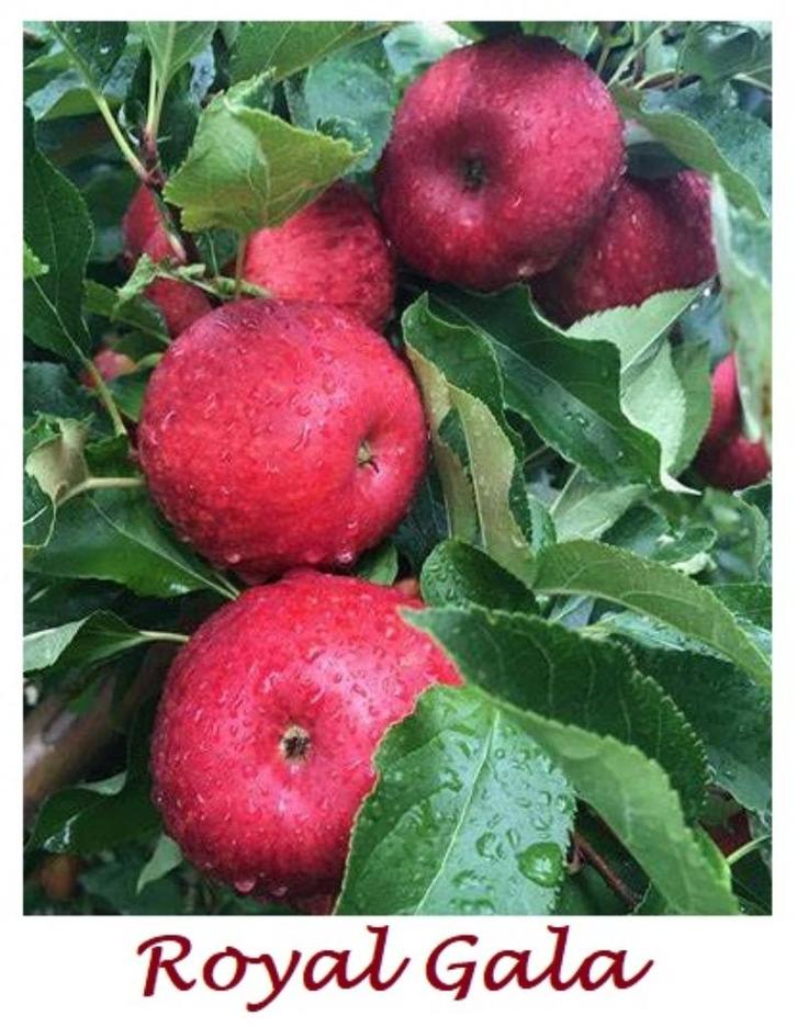 APPELBOMEN IN POT, IDEAAL OM NU TE PLANTEN, 15€/stuk, Tuin en Terras, Planten | Tuinplanten, Vaste plant, Fruitplanten, Volle zon
