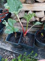 Rabarber plant, Tuin en Terras, Planten | Tuinplanten, Ophalen