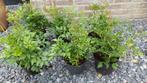 astilbe, Tuin en Terras, Planten | Tuinplanten, Vaste plant, Halfschaduw, Zomer, Ophalen