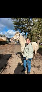 Prachtige AQHA hengst ter dekking, Dieren en Toebehoren, Hengst