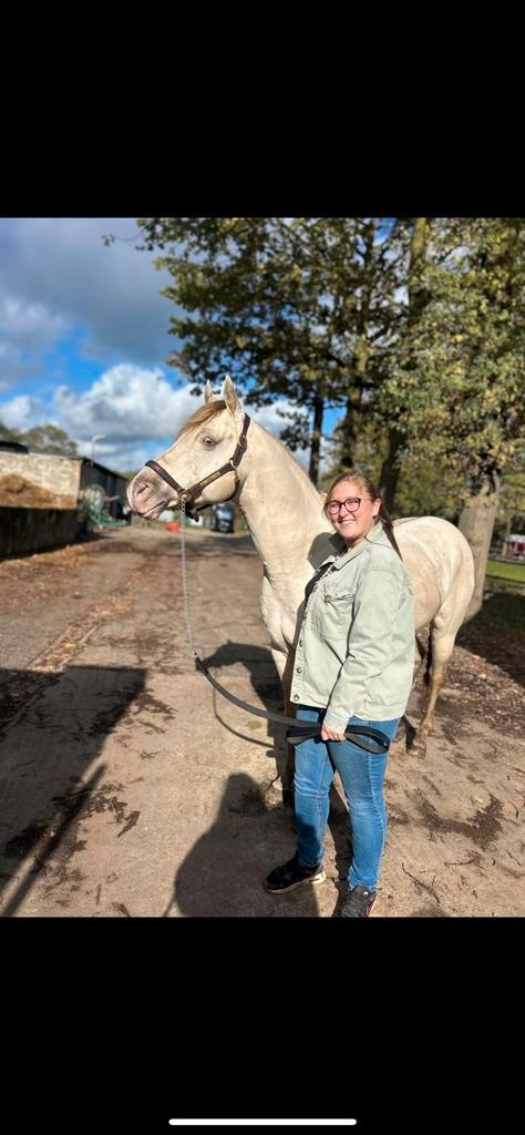 Prachtige AQHA hengst ter dekking, Dieren en Toebehoren, Paarden en Pony's | Dekhengsten en Fokmerries, Hengst