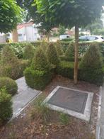 Gratis: Buxus, Ophalen, Buxus, Struik