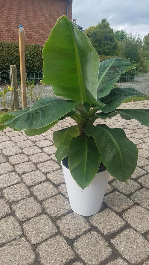 Bananier intérieur Musa Dwarf Cavendish, Huis en Inrichting, Kamerplanten, Ophalen