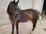 braaf gereden kinder ponys, Dieren en Toebehoren, Recreatiepony