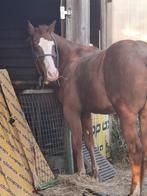 brave vos hengst, Dieren en Toebehoren, Paarden, Minder dan 160 cm, Gechipt, 0 tot 2 jaar, Hengst