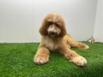 Koningspoedel pups, Poedel, België, 8 tot 15 weken, CDV (hondenziekte)