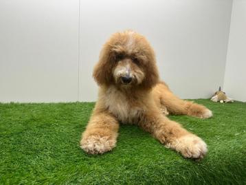 Chiot Caniche Royale, Chien (mâle), Caniche, Parvovirose, Belgique
