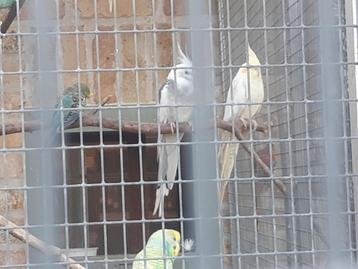 Valkparkieten koppel  beschikbaar voor biedingen