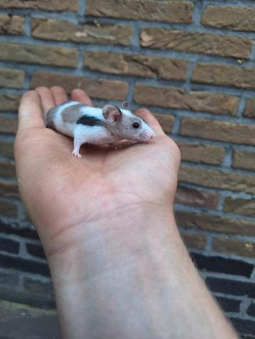 Jonge tamme kleurmuisjes beschikbaar  beschikbaar voor biedingen