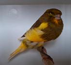 Yorkshire kanaries., Dieren en Toebehoren, Vogels | Kanaries