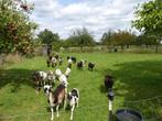 Kameroen schapen, Dieren en Toebehoren, Mannelijk, Schaap, 0 tot 2 jaar