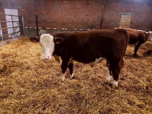 Hereford stier, Dieren en Toebehoren, Runderen, Mannelijk, 0 tot 2 jaar