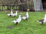 Vlaamse ganzen, 10 maand oud, Animaux & Accessoires, Volatiles, Sexe inconnu, Oie ou Cygne
