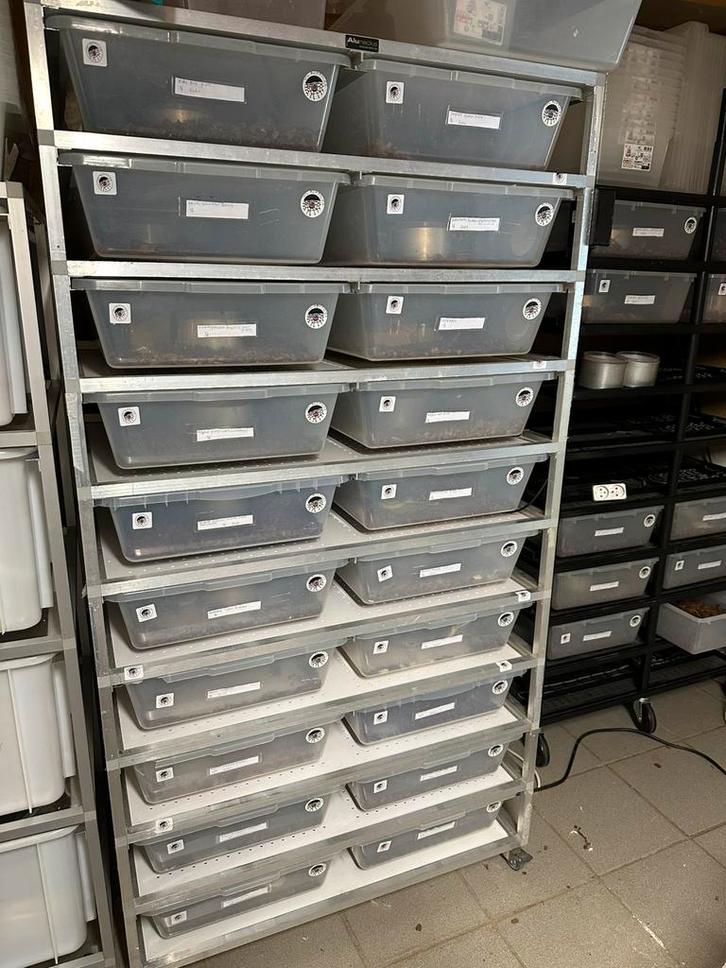 Ballpython collectie met racks, Dieren en Toebehoren, Reptielen en Amfibieën