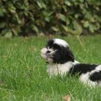 Shih-Tzu, Dieren en Toebehoren, België, CDV (hondenziekte), 8 tot 15 weken, Meerdere