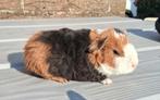 Mooi knuffel zeugje mag direct verhuizen., Dieren en Toebehoren, Knaagdieren, Vrouwelijk, Cavia, Tam