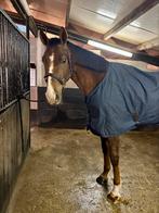4jarige bwp ruin Halifax x Wandor, Dieren en Toebehoren, Springpaard, Ruin, Zadelmak, Gechipt