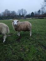 Mooi jonge bok, Dieren en Toebehoren, Schapen, Geiten en Varkens