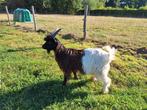 Bokje van Wallische geit, Dieren en Toebehoren, Schapen, Geiten en Varkens, Mannelijk, Geit