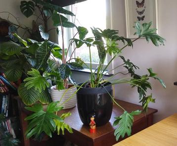 Kamerplant Philondendron Xanadu / bipinnatifidum (2) beschikbaar voor biedingen