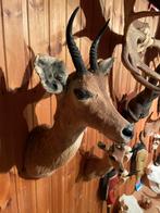 Afrikaanse reedbok, Ophalen, Zo goed als nieuw, Wild dier, Gewei of Kop