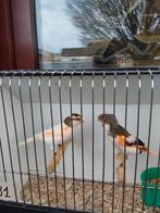 Kanaries Gereserveerd voor Alain !, Dieren en Toebehoren, Vogels | Kanaries
