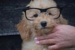 Maltipoo pups poedel kruising, Overige rassen, 8 tot 15 weken, Buitenland, CDV (hondenziekte)