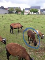 Kameroen schaap, Dieren en Toebehoren, Mannelijk, Schaap, 0 tot 2 jaar