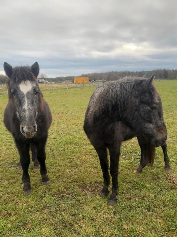 2 schimmel merrie d pony, Animaux & Accessoires, Poneys, Jument, Non dressé, Poney D (1.37 m à 1.48m), 3 à 6 ans
