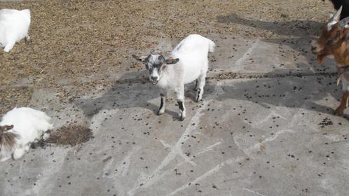 dwerggeitjes, Dieren en Toebehoren, Schapen, Geiten en Varkens, Geit, Vrouwelijk, 0 tot 2 jaar