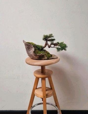 Prachtige Juniperus chinensis, veiling Italië beschikbaar voor biedingen