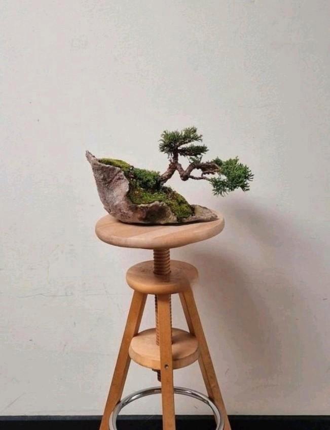 Prachtige Juniperus chinensis, veiling Italië, Tuin en Terras, Planten | Bomen, Ophalen