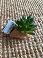 AquaDistri – Repto Plant Aloes NIEUW, Dieren en Toebehoren, Ophalen of Verzenden, Nieuw, Terrarium of Paludarium