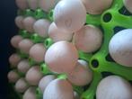35 broedeieren cochin, Dieren en Toebehoren, Meerdere dieren, Kip