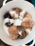 Goud hamster Syrische langhaarhamster, Dieren en Toebehoren, Hamster, December, Meerdere dieren, Tam