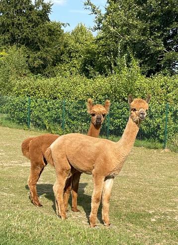 Twee prachtige alpaca hengstveulens beschikbaar voor biedingen