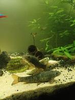 Grignoteuses, Animaux & Accessoires