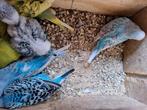 Grasparkieten, Dieren en Toebehoren, Vogels | Parkieten en Papegaaien