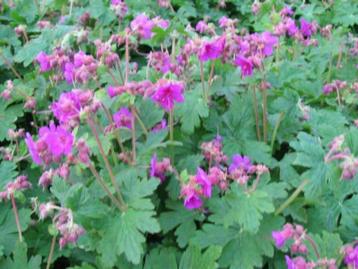 Ooievaarsbek, tuingeranium, Geranium Macrorrhizum  disponible aux enchères