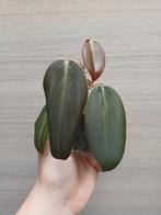 Philodendron gigas, Huis en Inrichting, Kamerplanten, Ophalen of Verzenden