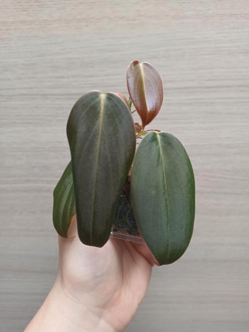 Philodendron gigas, Huis en Inrichting, Kamerplanten, Ophalen of Verzenden