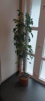 Sfellera variagata plant, Huis en Inrichting, Woonaccessoires | Zuilen en Pilaren, Ophalen of Verzenden, Zo goed als nieuw