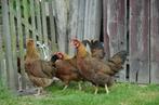 4 dernières perdrix dorées Leghorn âgées de 5 mois 60 euros , Poule ou poulet, Femelle