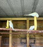 Grasparkiet, grasparkieten., Dieren en Toebehoren, Meerdere dieren, Parkiet
