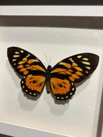Lot van 5 prachtige vlinders, Antiek en Kunst, Curiosa en Brocante, Ophalen of Verzenden