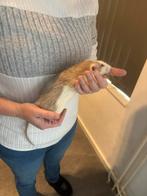2 super lieve rat mannen beschikbaar rex dumbo €25 euro, Dieren en Toebehoren, Mei, Rat, Tam